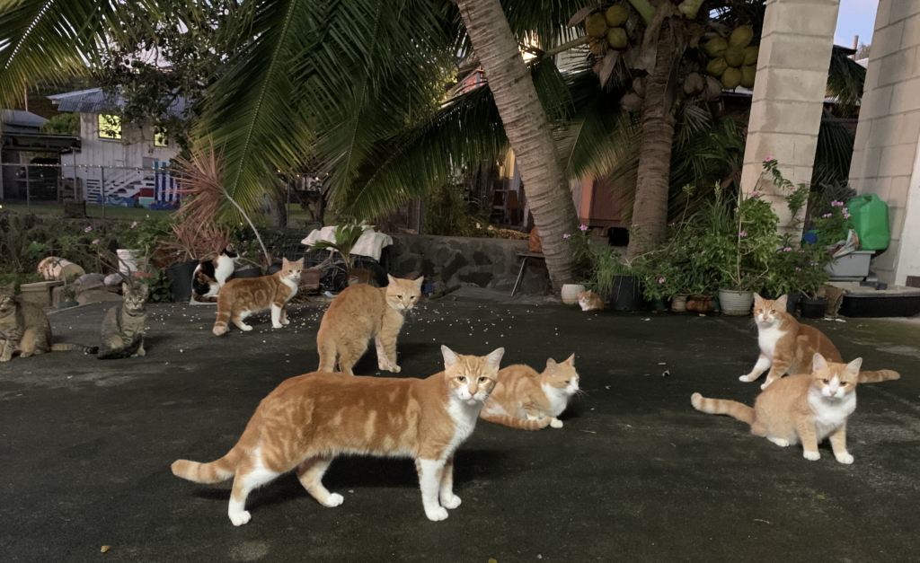 Pauoa Valley cats